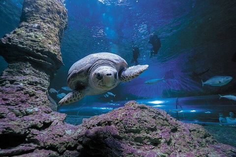 Lunch And General Admission Entry At AQWA - Accommodation Port Macquarie 5