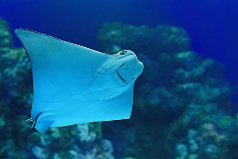 Cairns Aquarium Admission Ticket - Accommodation Port Macquarie 2