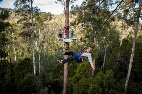 Hollybank Wilderness Adventure - Zipline Tours - Accommodation Port Macquarie 0