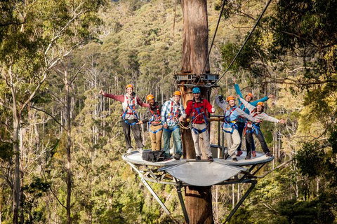 Hollybank Wilderness Adventure - Zipline Tours - Accommodation Port Macquarie 1