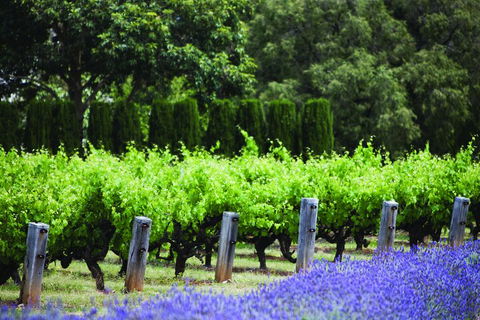 Ultimate Penfolds Magill Estate Experience - Accommodation Port Macquarie 1