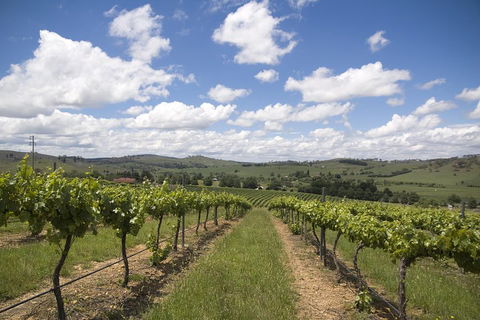 Hunter Valley Wine Tour From Sydney Incl Lunch, Cheese, Chocolate And Distillery - Accommodation Port Macquarie 0