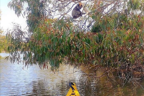 Kangaroo Island Self-Guided Kayaking On The Harriet River - Accommodation Port Macquarie 4