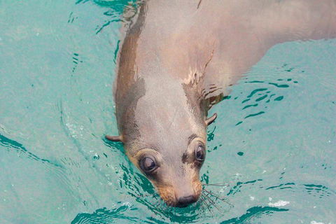 Wilsons Promontory Full Day Cruise - Accommodation Port Macquarie 0