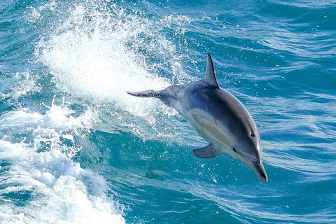 Wilsons Promontory Full Day Cruise - Accommodation Port Macquarie 1