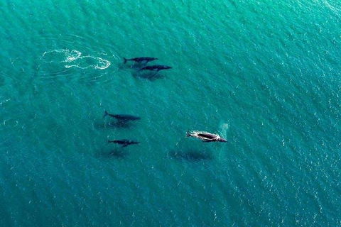 25-30 Minute Newcastle & Macquarie Helicopter Shared Flight - Accommodation Port Macquarie 4