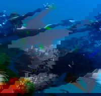 Scuba Dive the S.S. Yongala Wreck on the Great Barrier Reef. - Accommodation Port Macquarie