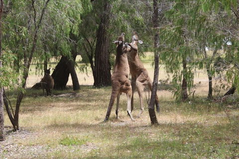 Margaret River Coastal And Wildlife Eco Trip From Busselton Or Dunsborough - Accommodation Port Macquarie 1